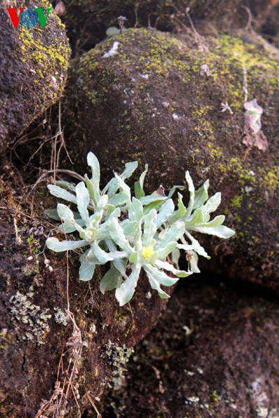 Spring flowers blossoming in northwestern region  - ảnh 8